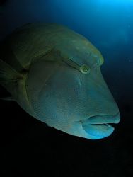 Napoleon fish in FishHead Ari atoll Maldives by Cipriano Gonzalez 